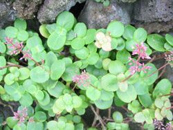 Crassula multicava (Habitus).jpg