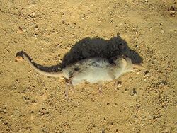 Crocidura hirta (dead).jpg