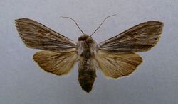 Cucullia lactucae.jpg