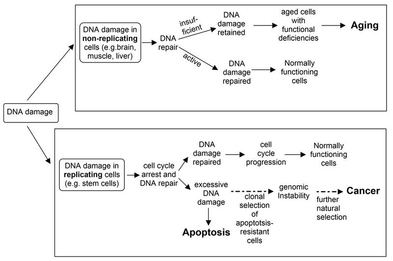File:DNA damage leads to Aging, Cancer or Apoptosis.jpg