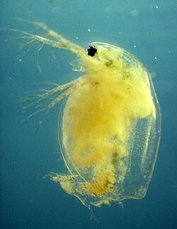 Daphnia magna infected with the Pasteuria ramosa.jpg