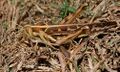 Desert Locust (Schistocerca gregaria) W IMG 3485.jpg