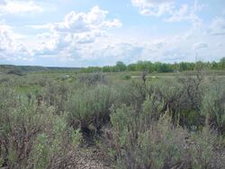 Dinosaur Provincial Park - panoramio (6).jpg