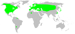 Distribution.cyclosa.conica.1.png