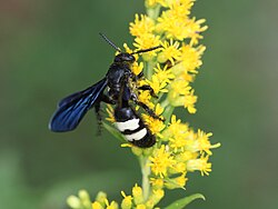 Double Banded Scolid Wasp (20708602628).jpg