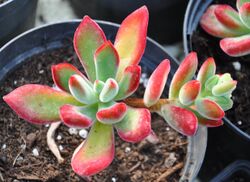 Echeveria pulvinata 'Ruby'.jpg