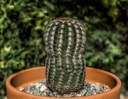 Echinocereus reichenbachii by RO.jpg