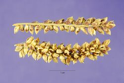 Echinochloa pyramidalis seeds 1.jpg