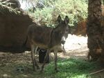 Egyptian donkey (2428011421).jpg