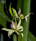 Encyclia fragrans-Prosthechea fragrans inflorescence (36233927662).jpg