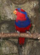 A red parrot with a blue chest, nape, and forehead