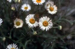 Erigeron-modestus01.jpg