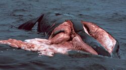 A right whale sliced on both sides after colliding with a boat. A large amount of its flesh is visible as well as the intestines floating in the water