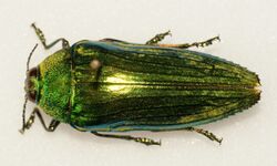 Eucallopistus castelnaudii (8628924072).jpg