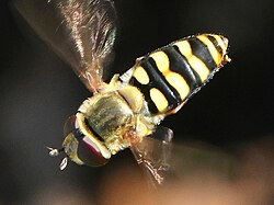 Eupeodes fumipennis-female hovering.jpg