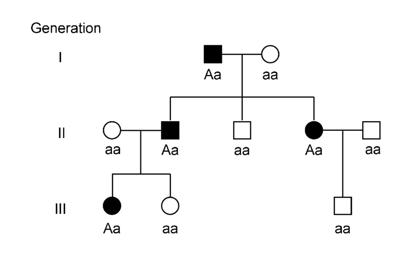 File:Example autosomal dominant pedigree 01.png