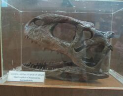 Exhibit of Rajasaurus Narmadensis at Regional Museum of Natural History,Bhopal,India 2.jpg