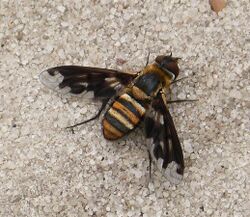 Exoprosopa fascipennis. Anthracinae Bombyliidae (38562881131).jpg