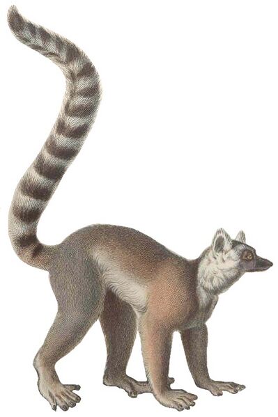 File:FMIB 46849 Primates Maki Moccoe Lemur catta (white background).jpeg