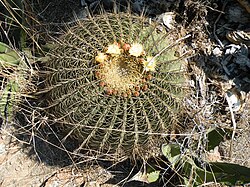 Ferocactus histrix (1).jpg