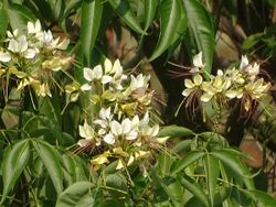 Flowers of the tree.jpg