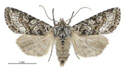 Graphania petrograpta female.jpg