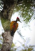 Greater Flameback Woodpecker (male).jpg