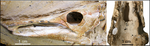 Griphognathus whitei skull.png