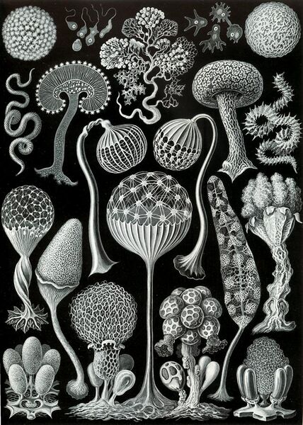 File:Haeckel Mycetozoa.jpg