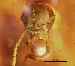 Haidomyrmex cerberus BMNHP20182 01.jpg