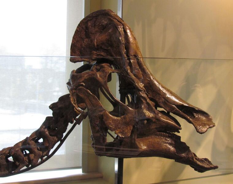 File:Hypacrosaurus altispinus, head.jpg