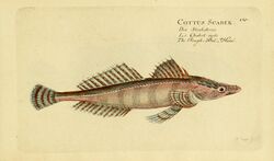 Ichthyologie; ou, Histoire naturelle des poissons (Plate 180) (6918424114).jpg