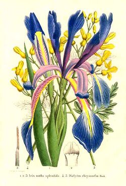 Iris spuria subs notha and Dicentra chrysantha.jpg