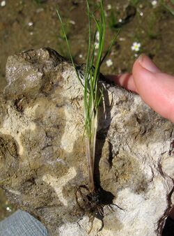 Isoetes butleri.jpg