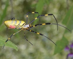 Joro Spider - Trichonephila clavata (50564813031).jpg