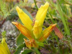 Lachenalia reflexa (2).jpg