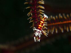 Laomenes cornutus Shrimp.jpg