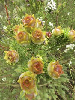 Leucadendron laxum 62126655.jpg