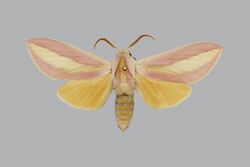 Leucophlebia edentata BMNHE814037 male up.jpg