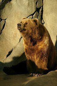 Lightmatter Alaskan brownbear.jpg