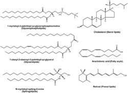 Lipid examples.png