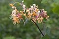 Lonicera japonica -4375 - Flickr - Ragnhild & Neil Crawford.jpg