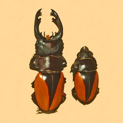 Lucanidae - Odontolabis cuvera.JPG