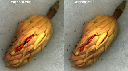 Biology:Magnolia - HandWiki