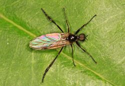 March Fly - Bibio longipes, Leesylvania State Park, Woodbridge, Virginia.jpg