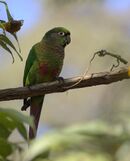 A green parrot with a maroon underside and tail with a white eye-spot