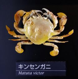Matuta victor - National Museum of Nature and Science, Tokyo - DSC06764.JPG