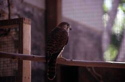 A kestrel sitting on a branch in a cage