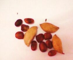 Millettia pinnata seed and pods.jpg