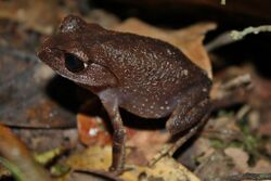 Montane Litter Frog (Leptobrachium montanum)1.jpg